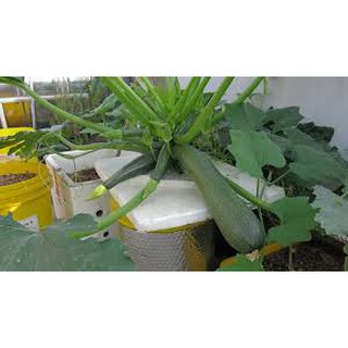 HẠT GIỐNG BÍ NGÒI XANH