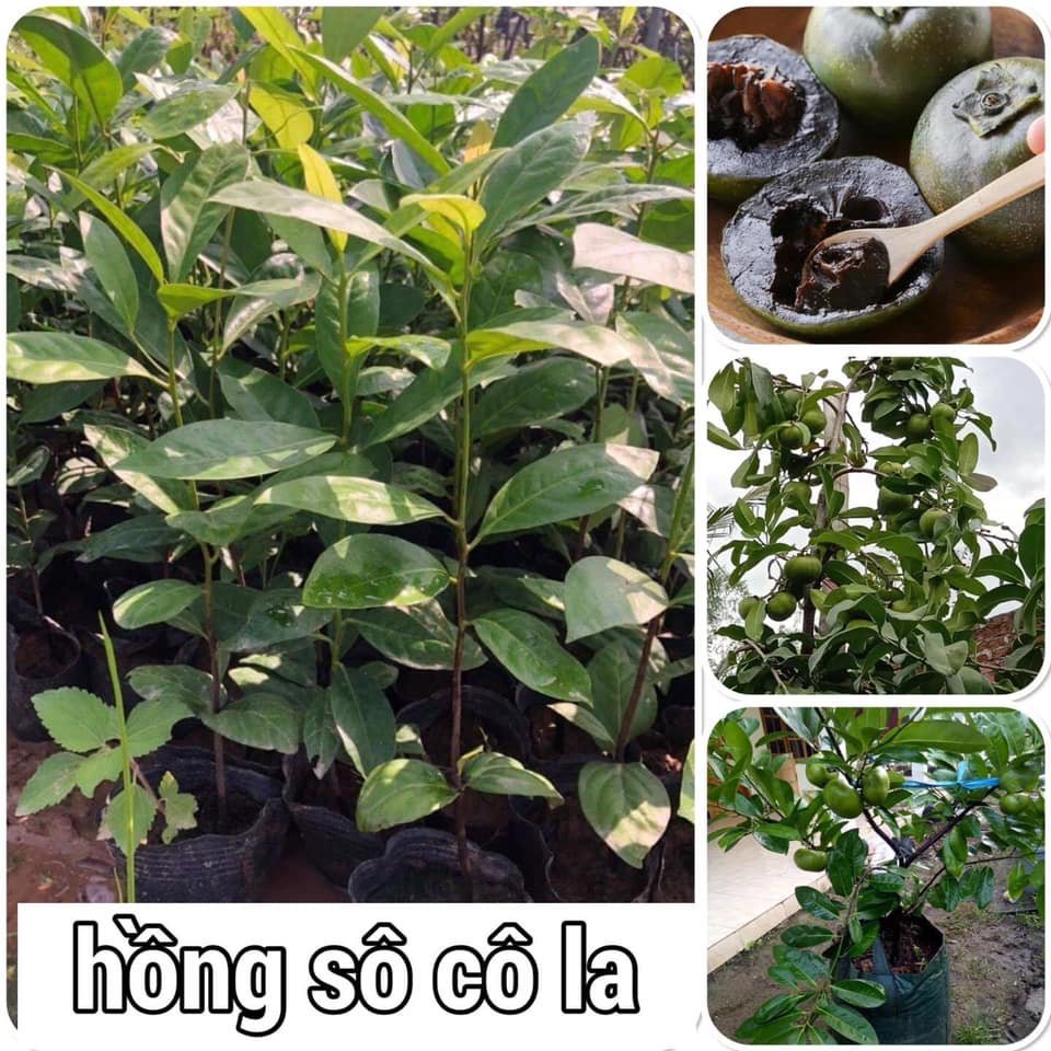 Cây hồng đen socola nhập khẩu cao 60-70cm