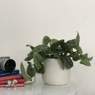 Cây Trầu Bà Lụa để bàn (Cây Scindapsus pictus Exotica)