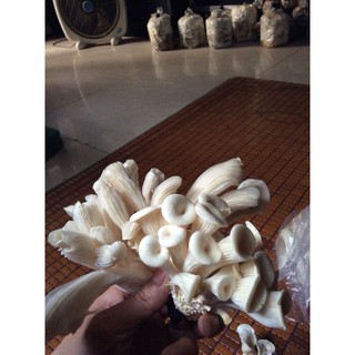 combo 5 phôi nấm bào ngư