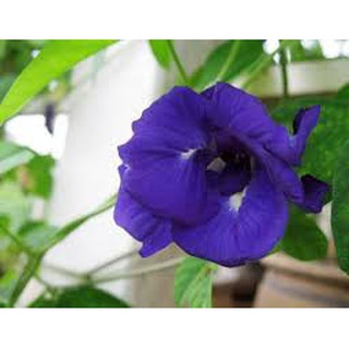 Hạt giống hoa đậu biếc