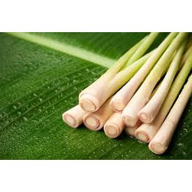 Tinh dầu Sả chanh Herbacito