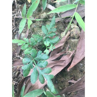 cỏ seo gà - cây Phượng Vỹ (tươi/500g)