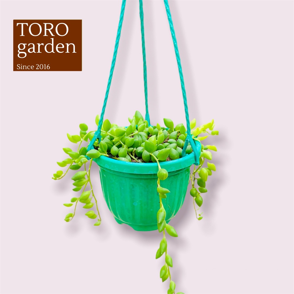 SEN ĐÁ GIỌT NƯỚC ĐÀ LẠT CHẬU TREO SIZE 9CM, SIÊU CUTE, HƯ 1 ĐỔI 1