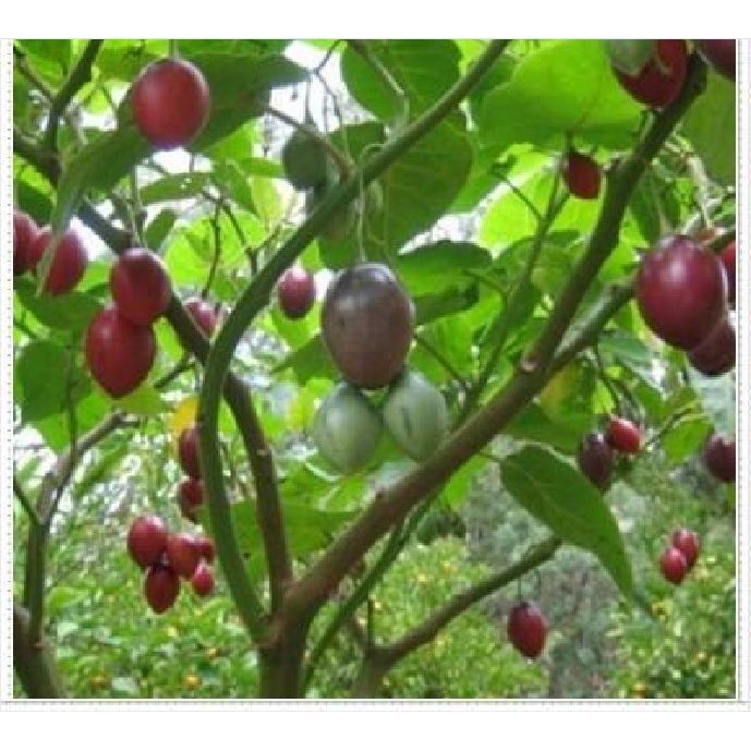 Hạt giống cà chua thân gỗ tamarillo 10 hạt - TẶNG 5 viên nén ươm hạt giống - HGT