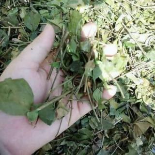 Lá Chè vằng xao vàng