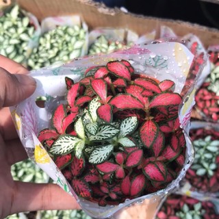 (FREESHIP)Cây cẩm nhung đỏ, xanh, hồng, cây đẹp giá rẻ