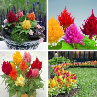 Hạt giống hoa mào gà lửa mix màu - gói 100 hạt