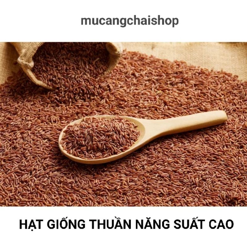 Hạt giống lúa nếp cẩm nương túi 1kg