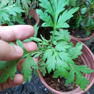 Chậu cây giống Ngải Cứu