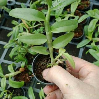 Trầm trắng giống