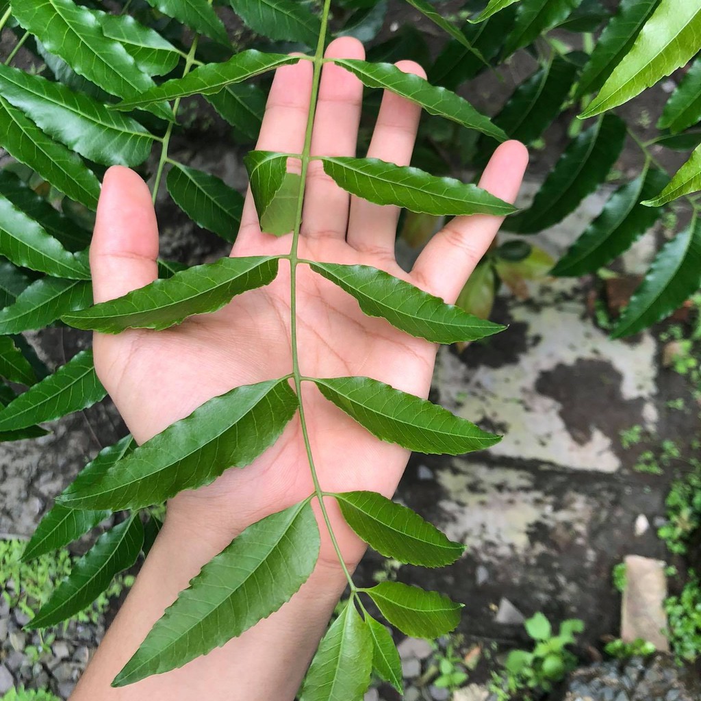 Tôi bán lá sầu đâu