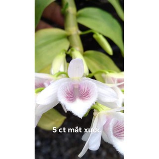 [Rẻ Vô Địch] lan Phi Điệp 5 Cánh Trắng Mắt Xước( cây giống gieo hạt)