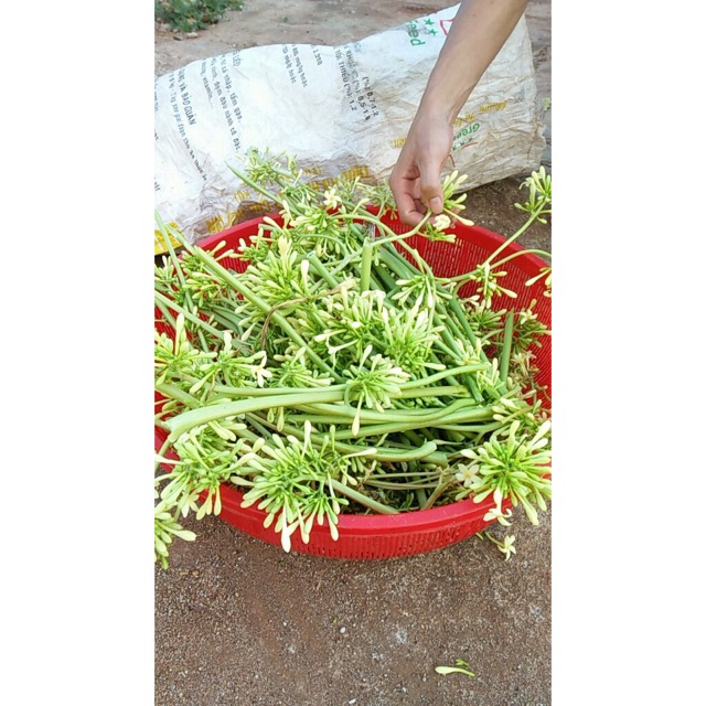 0,5kg hoa đu đủ đực khô