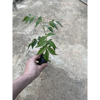 Cây hoa mẫu đơn đại đoá