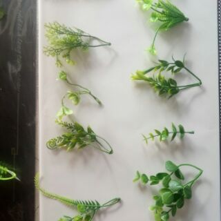 1kg cỏ điểm