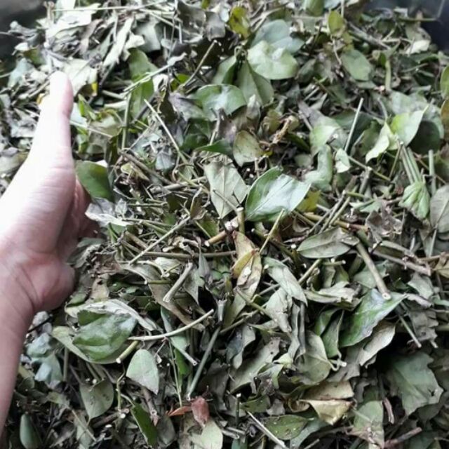 Chè vằng