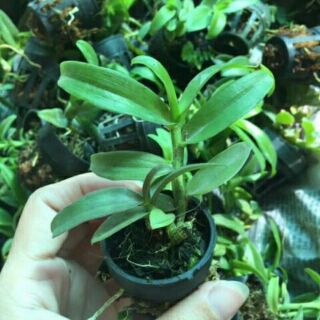 Phi điệp 5ct phú thọ gieo hạt