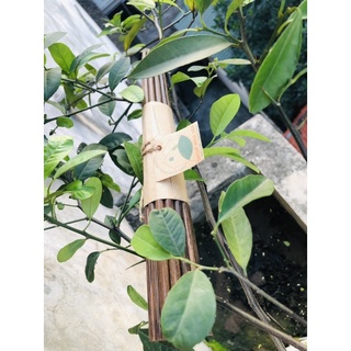 Đũa Buông Bình Thuận/ bó 10 đôi