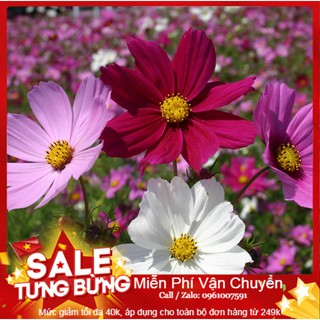 Hạt Giống Sao Nháy Mix - 50 Hạt