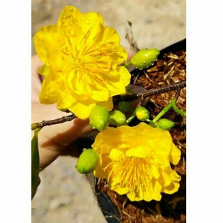 Mai cúc thọ hương ( cao 20 -25cm)