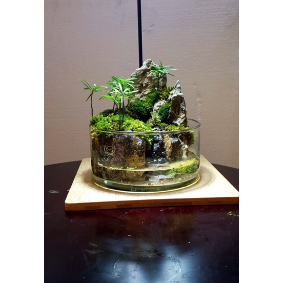 tùng kim cương, cây mini trồng chậu, terrarium, set bán cạn, hồ cá, non bộ