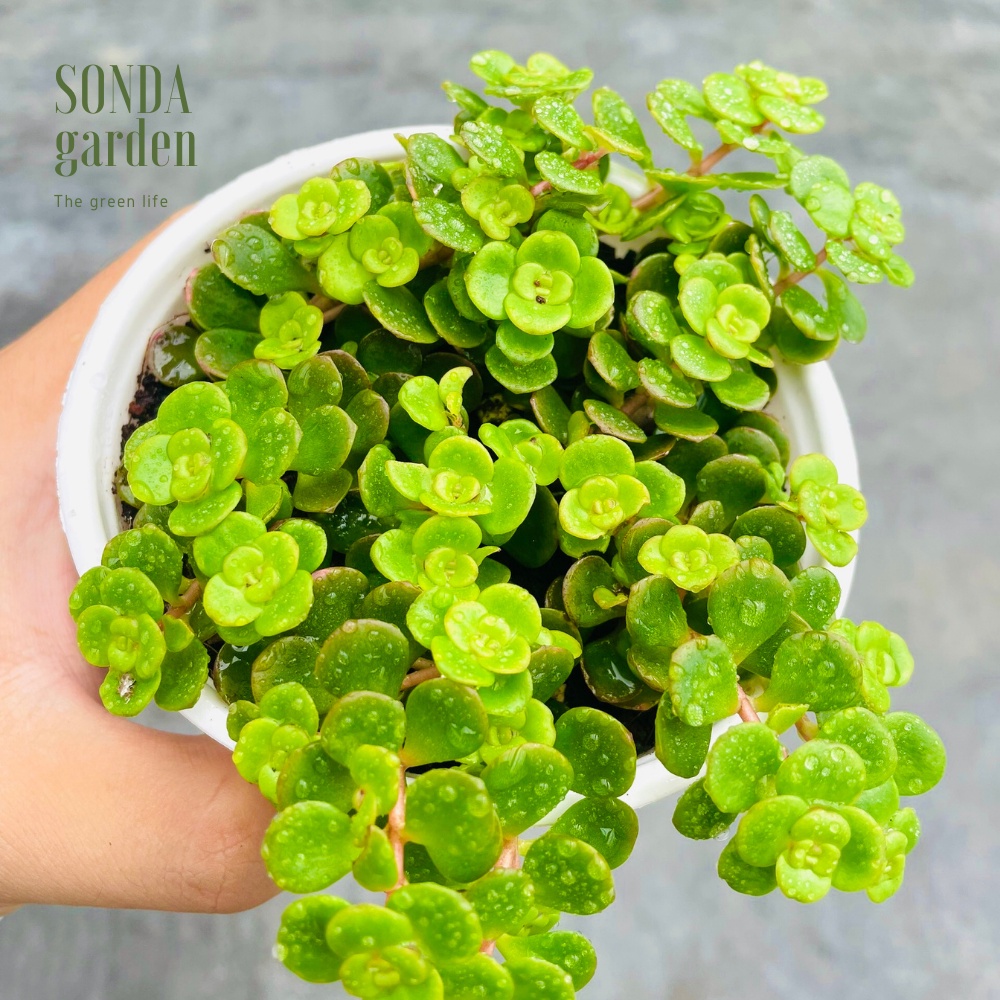 Sen đá sedum vảy cá SONDA GARDEN size trung bình 10-12cm, xuất xứ Đà Lạt, khoẻ đẹp, lỗi 1 đổi 1