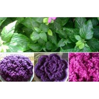 Cây giống lá cẩm làm bánh