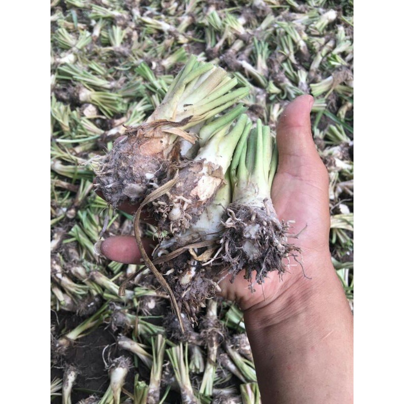 Củ Huệ ta trắng ( thơm )