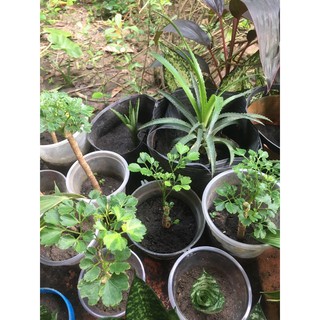 Đinh lăng lá tròn , răng cưa có bầu đất cây giống