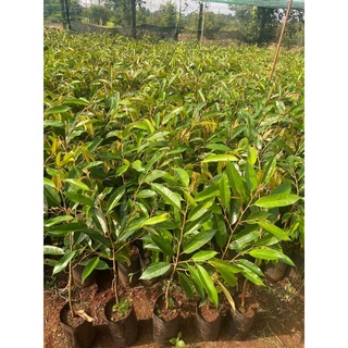 Cây Giống Sầu Riêng Thái (Cho Trái Sớm 4 NĂM THU HOẠCH)