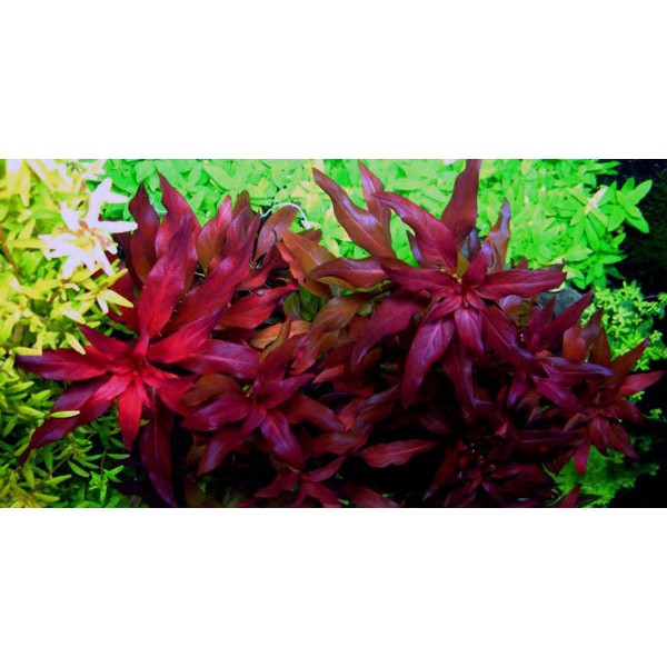 Combo 10 bó cây thủy sinh cắt cắm đẹp