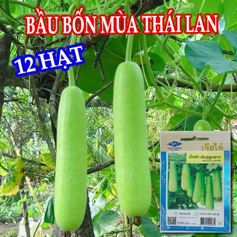Hạt giống bầu bốn mùa Thái Lan. 12 hạt /gói. Hàng nhập Thái Lan. Tặng 1 gói với đơn hàng 8 gói.