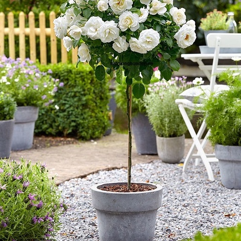 Hạt giống hoa hồng thân gỗ nhiều màu - gói 20 hạt-tặng kèm gói kích mầm--HGNN