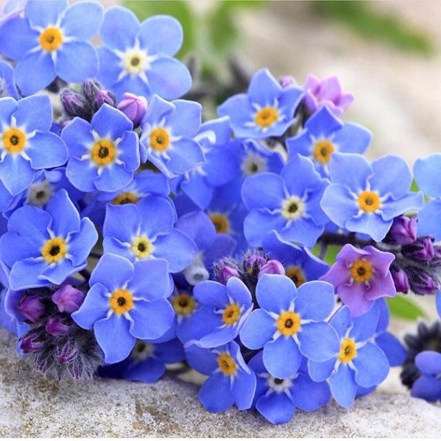 Hạt Giống Hoa Lưu Ly Forget Me Not - 150H - biểu tượng cho sự thuỷ chung-loài hoa cho không gian nhà bạn
