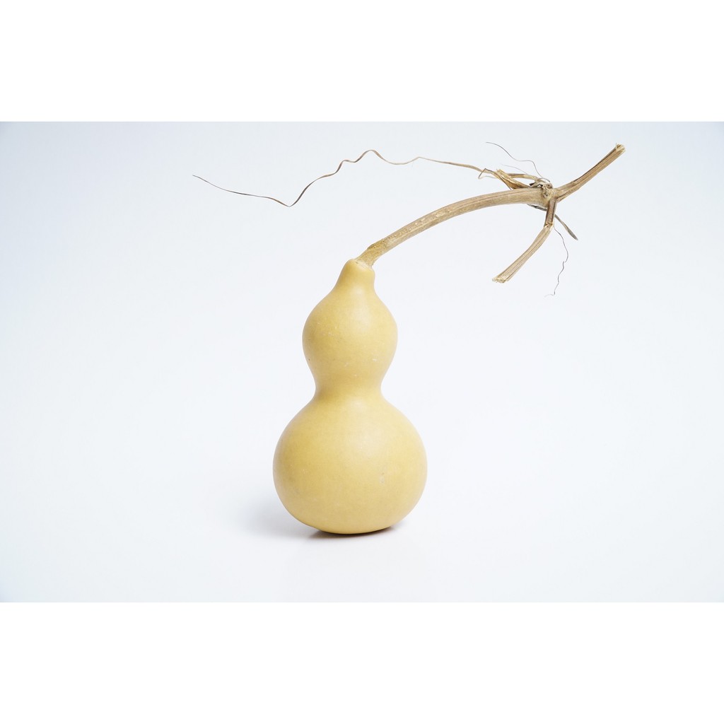 Bầu hồ lô phong thủy trắng nguyên trái nguyên cuống tài lộc | BigBuy360 - bigbuy360.vn