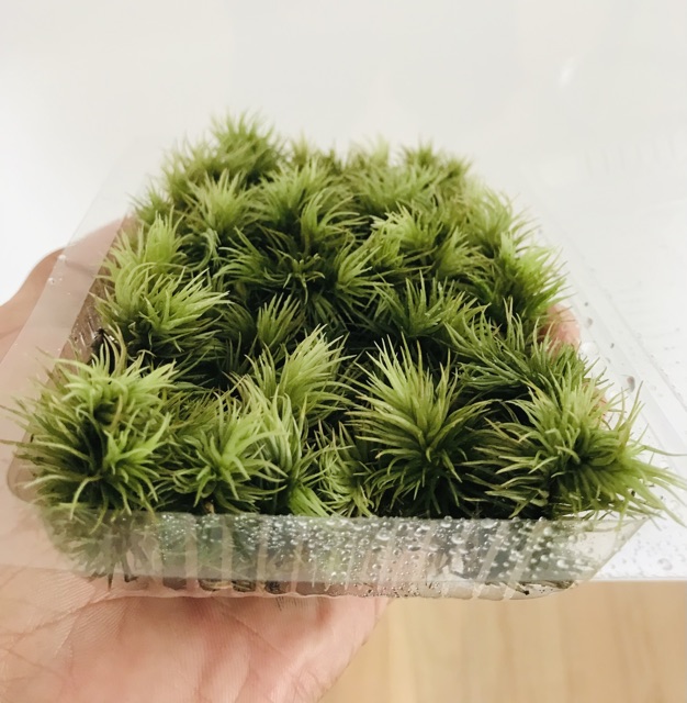 Rêu Giganteum