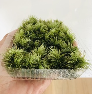 Rêu Giganteum ( hộp 10cm x15cm)