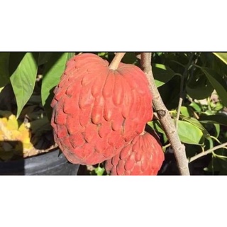 CÂY GIỐNG NA ÚC QUẢ ĐỎ (CÂY GHÉP CHO TRÁI SIÊU SỚM)