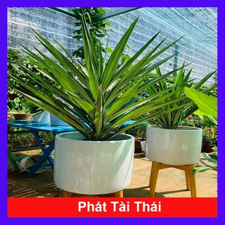 Cây phát tài thái