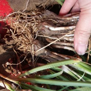 Cây hoa huệ mưa (cây tóc tiên)