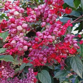 Cây ngọc nữ đỏ