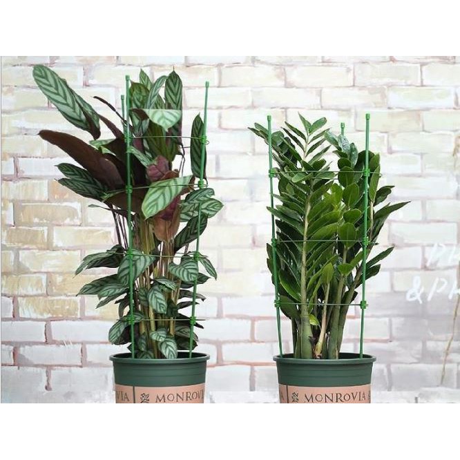 Chậu Monrovia Size 5 28x31cm - Chậu nhựa trồng cây chuyên dùng trồng Hoa Hồng và các loại hoa kiểng