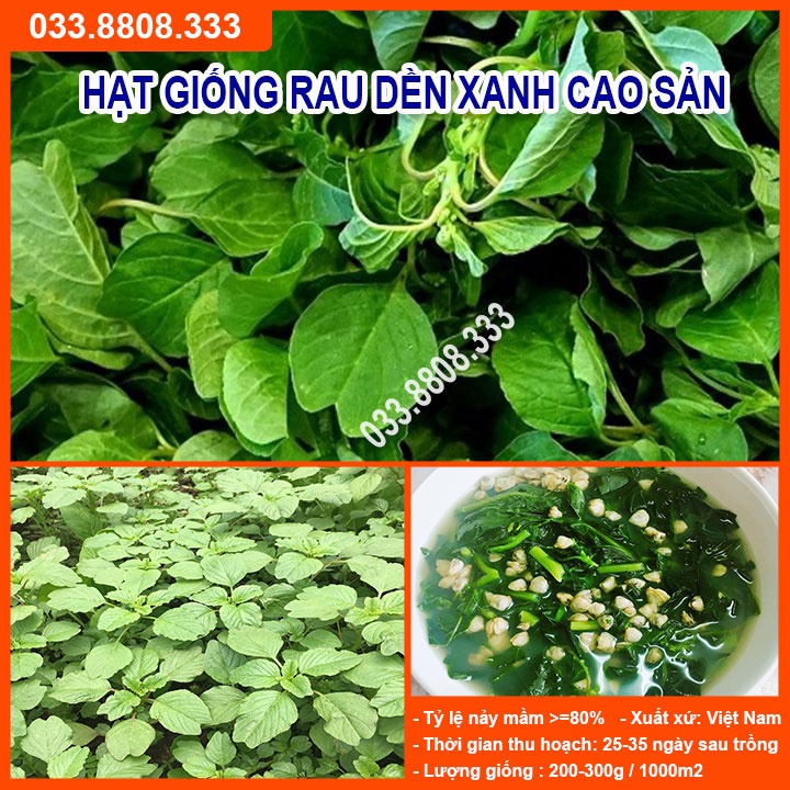 Hạt Giống Rau Dền Xanh 20gram -[{Dễ Trồng Nhanh Thu Hoạch},{Rau Trồng Thu Hoạch Quanh Năm},{Tỷ Lệ Nảy Mầm C