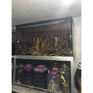 Củ đinh lăng tươi 1,5kg (hàng có sẵn)