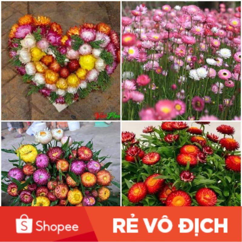 200H hoa cúc bất tử 💖 NẢY MẦM CỰC ĐỈNH💖 hoa quanh năm