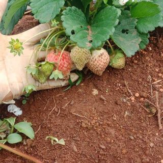 Cây dâu tây nhật đang hoa và quả