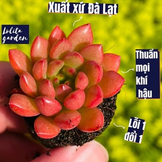 Sen đá ruby Đà Lạt size mini cây cảnh trang trí nhà cửa Lolita garden
