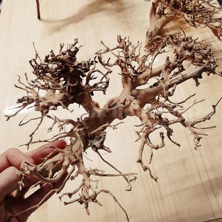 200 gram Lũa Kim Tuyến dáng Bonsai mini nguyên khối - Dùng làm Bonsai hoặc ghép Layout Rừng Thuỷ Sinh