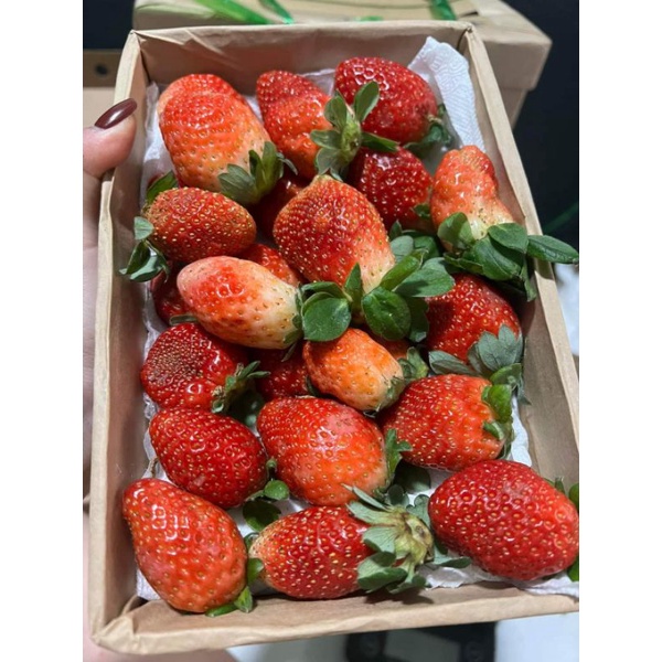 Hạt giống Dâu tây Mỹ đá chịu nhiệt Bốn Mùa 50 Hạt